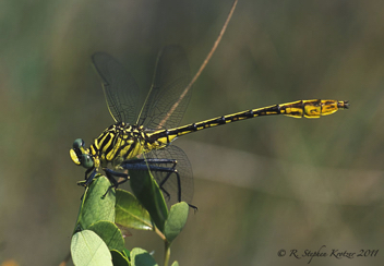 Dromogomphus armatus, male